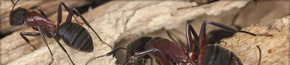 Close-up of ants on wood showing an active ant infestation in Dover, DE