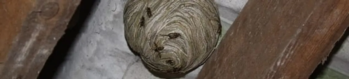 Wasp nest in an attic space, a common home infestation risk in Dover, DE