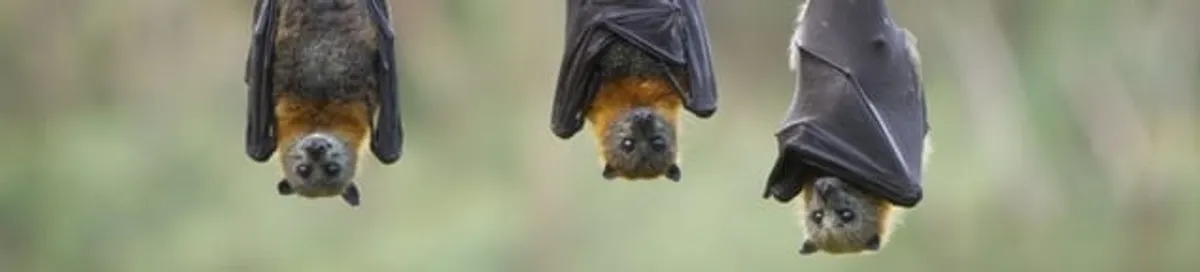 Bats roosting together, a common sign of a bat infestation in Dover, DE