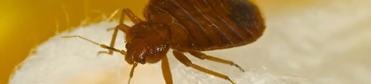 Close-up of a bed bug, a sign of an active infestation in Dover, DE