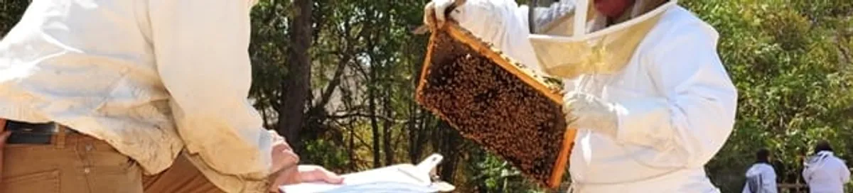 Bee removal specialists relocating a hive and honeycomb safely in Dover, DE