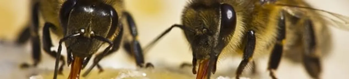Close-up of honey bees, a sign of a nearby hive in Dover, DE