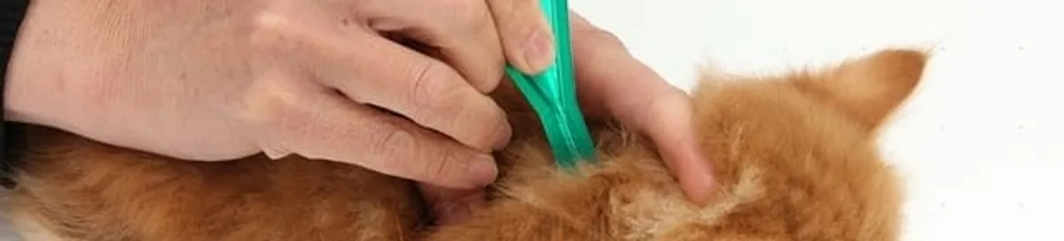 Flea treatment for pets using a flea comb, a sign of flea problems in Dover, DE