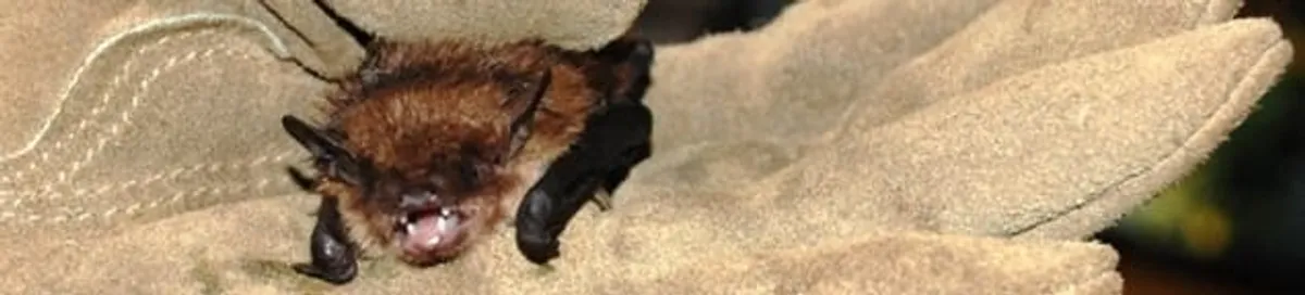 Bat removal specialist holding a bat safely during humane exclusion in Dover, DE