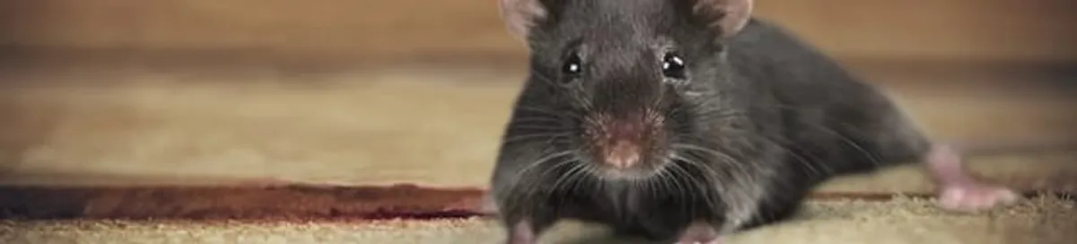 Mouse indoors, a common sign of a rodent infestation in Dover, DE