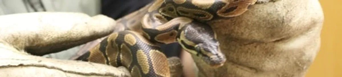 Snake removal specialist safely handling a snake with protective gloves in Dover, DE