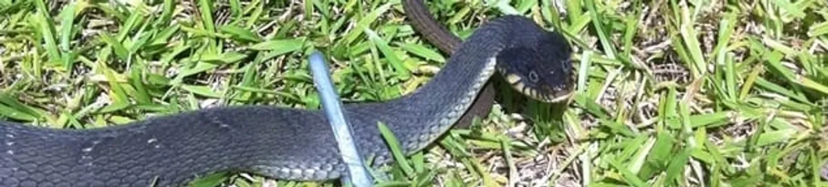 Snake in a yard, a common sign of a snake problem near a home in Dover, DE