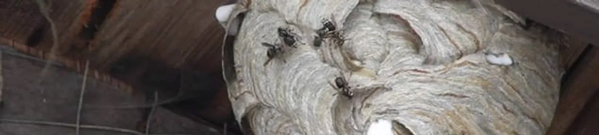 Close-up of a wasp nest with active wasps, a sign of an infestation in Dover, DE
